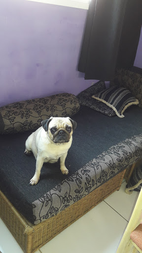 Yuri pés e patas